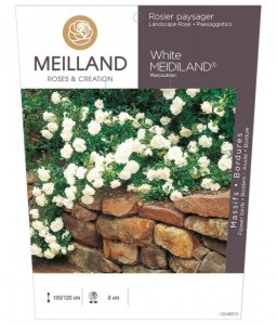 White MEDILAND ® Meicoublan Rosier paysager