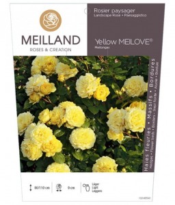 Yellow MEILOVE ® Meitongas Rosier paysager