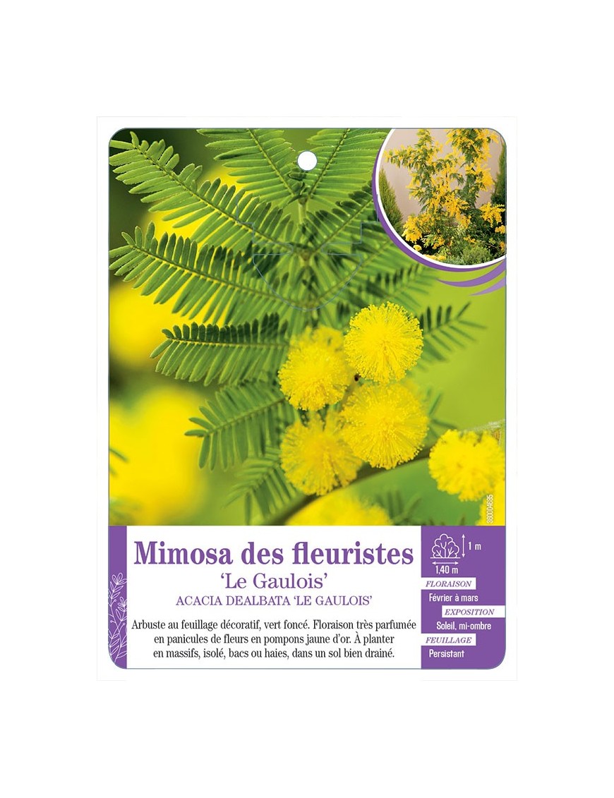 ACACIA DEALBATA LE GAULOIS voir Mimosa des fleuristes