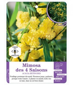 ACACIA RETINODES voir Mimosa des 4 Saisons