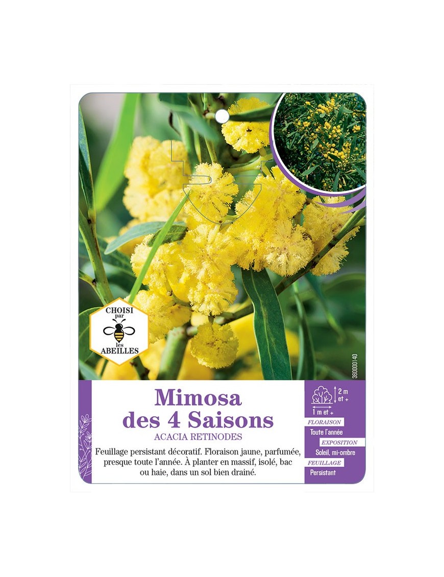 ACACIA RETINODES voir Mimosa des 4 Saisons