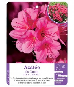 AZALEA JAPONICA voir Azalée du Japon (rose intense)