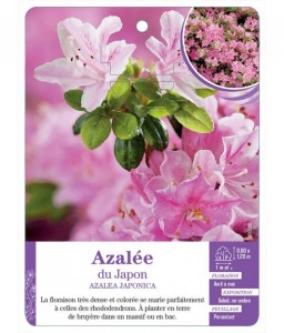 AZALEA JAPONICA voir Azalée du Japon (rose tendre)