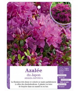 AZALEA JAPONICA voir Azalée du Japon (violet)