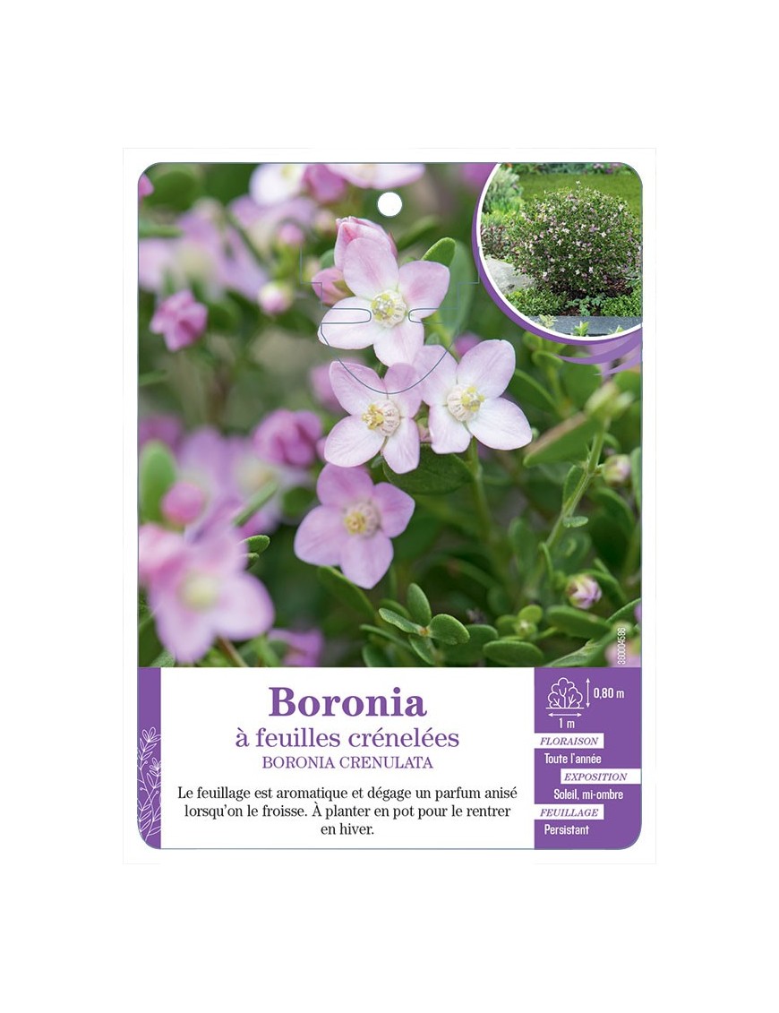 BORONIA CRENULATA voir Boronia à feuilles crénelées