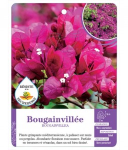BOUGAINVILLEA voir Bougainvillée (rose mauve)