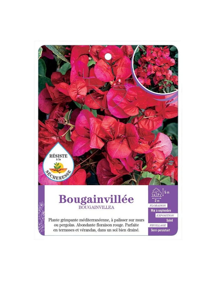 BOUGAINVILLEA voir Bougainvillée (rouge)