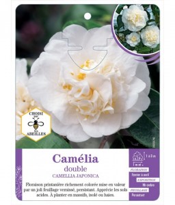 CAMELLIA JAPONICA DOUBLE (blanc)