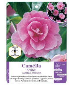 CAMELLIA JAPONICA DOUBLE (rose vif)