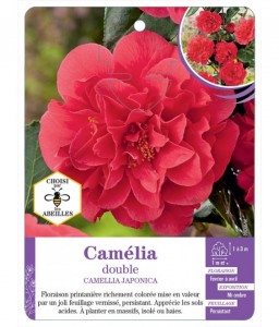 CAMELLIA JAPONICA DOUBLE (rouge)