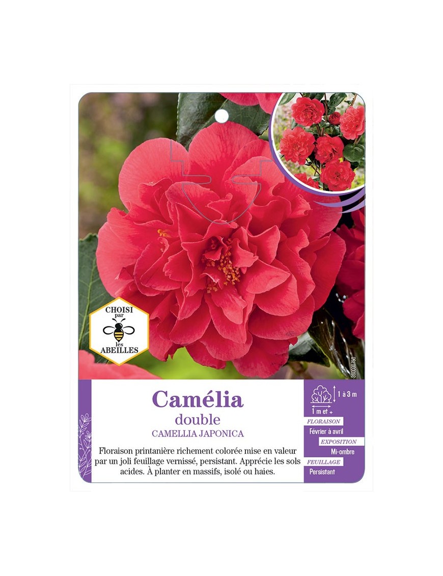 CAMELLIA JAPONICA DOUBLE (rouge)
