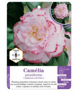 CAMELLIA JAPONICA PÉONIFORME (blanc ourlé de rose)