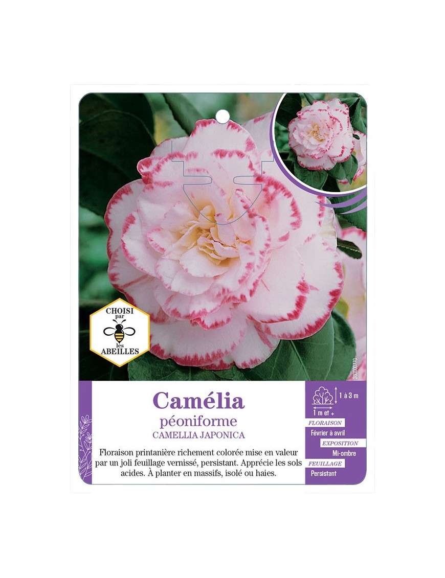 CAMELLIA JAPONICA PÉONIFORME (blanc ourlé de rose)