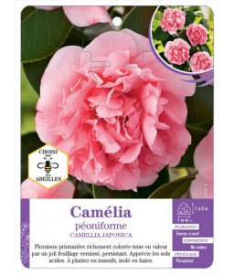 CAMELLIA JAPONICA PÉONIFORME (rose)