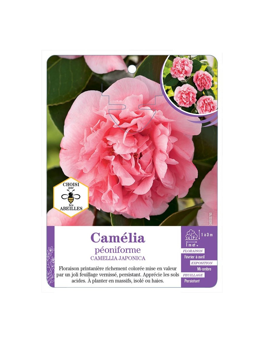 CAMELLIA JAPONICA PÉONIFORME (rose)