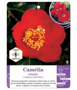 CAMELLIA JAPONICA SIMPLE (rouge)