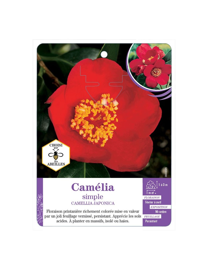 CAMELLIA JAPONICA SIMPLE (rouge)