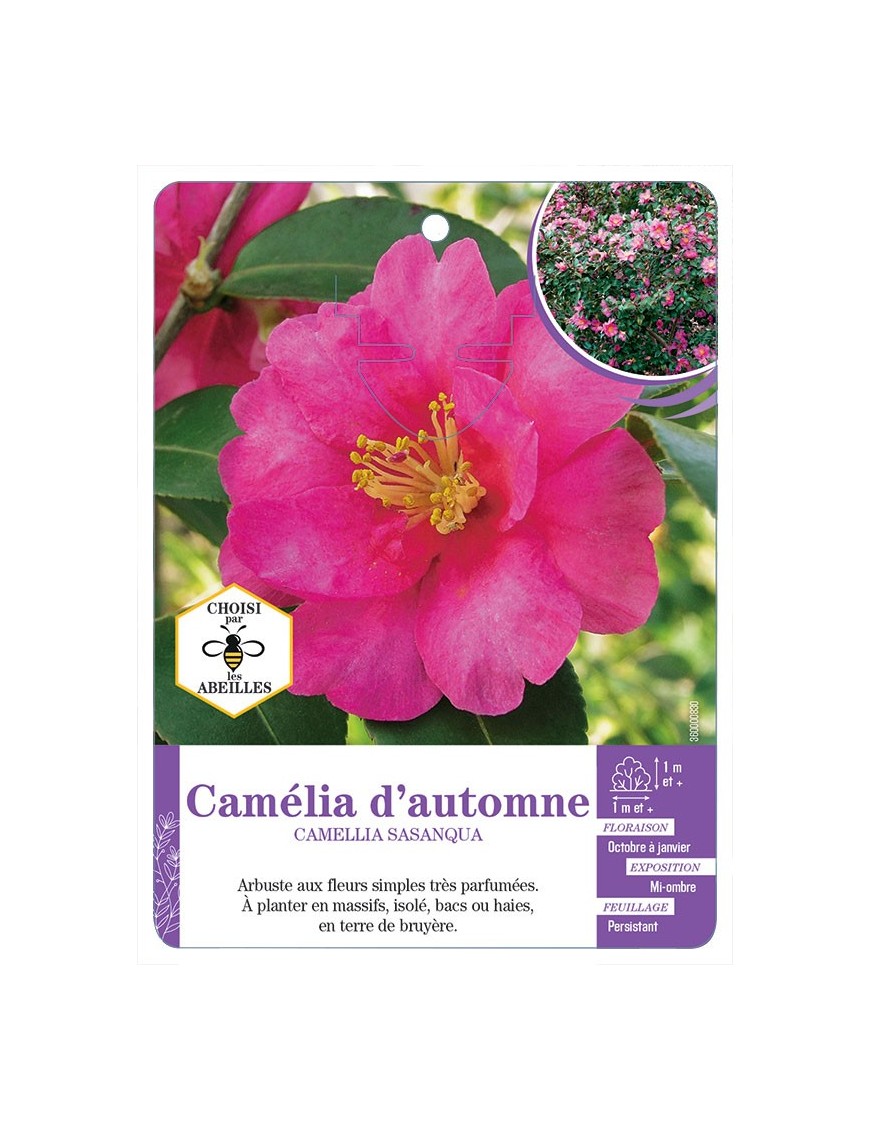 CAMELLIA SASANQUA voir Camélia d automne (rose)