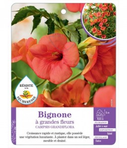 CAMPSIS GRANDIFLORA voir Bignone à grandes fleurs