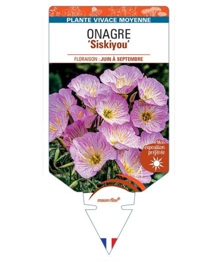 ŒNOTHERA speciosa Siskiyou voir Onagre