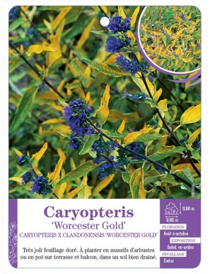 CARYOPTERIS X CLANDONENSIS WORCESTER GOLD