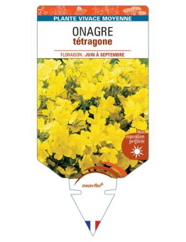 ŒNOTHERA TETRAGONA voir Onagre