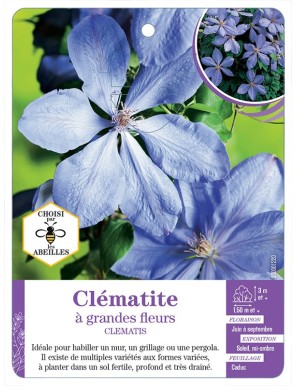CLEMATIS grandes fleurs (bleu clair)