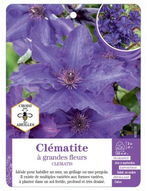CLEMATIS grandes fleurs (bleu violet)