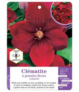 CLEMATIS grandes fleurs (rouge velouté)