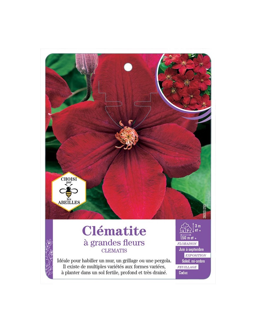 CLEMATIS grandes fleurs (rouge velouté)