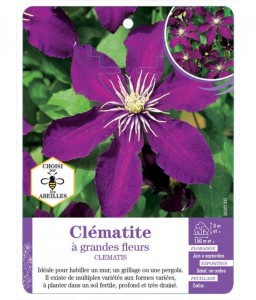 CLEMATIS grandes fleurs (violet)