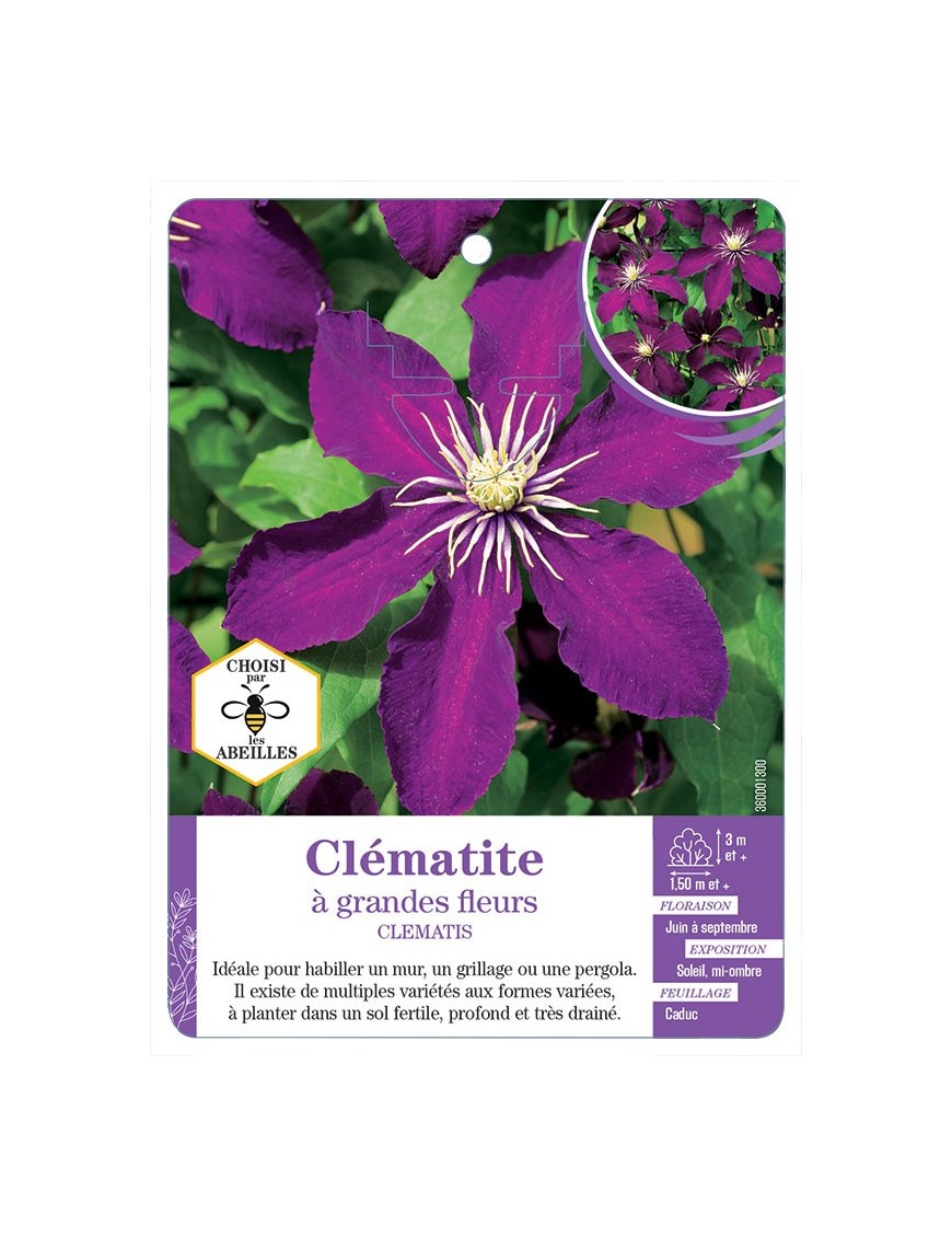 CLEMATIS grandes fleurs (violet)