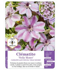 CLEMATIS LANUGINOSA NELLY MOSER