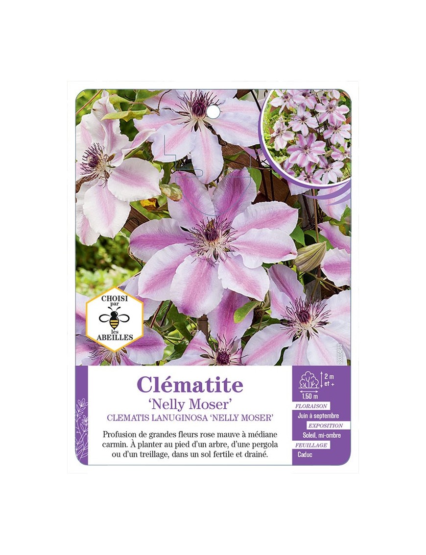 CLEMATIS LANUGINOSA NELLY MOSER