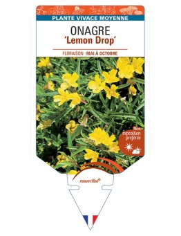 ŒNOTHERA voir Onagre Lemon Drop