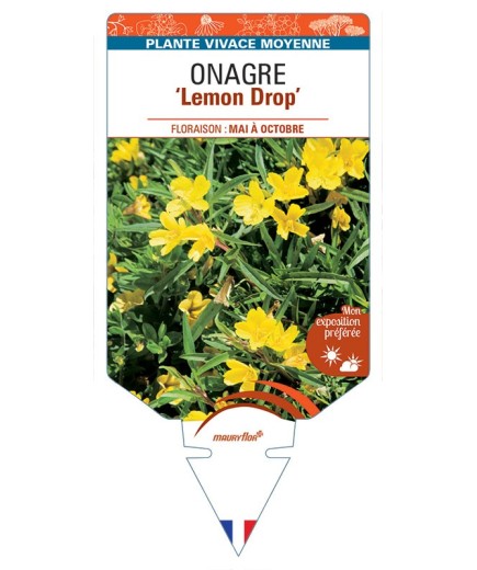 ŒNOTHERA voir Onagre Lemon Drop