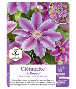 CLEMATIS PATENS DR RUPPEL