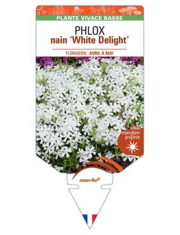PHLOX nain 'White Delight'