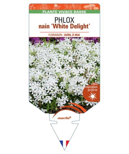 PHLOX nain 'White Delight'