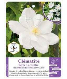 CLEMATIS PATENS MME LECOULTRE