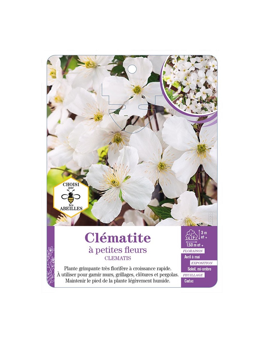 CLEMATIS petites fleurs (blanc)