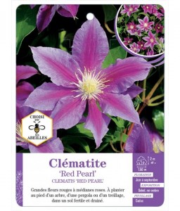 CLEMATIS RED PEARL