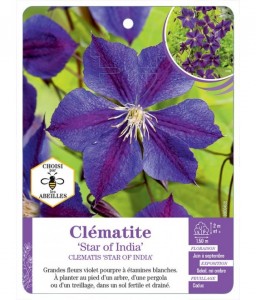 CLEMATIS STAR OF INDIA