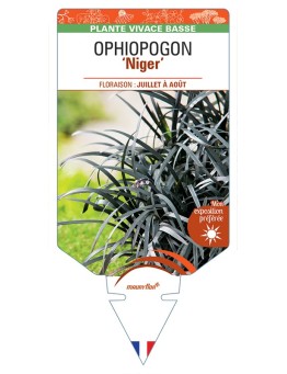 OPHIOPOGON (planiscapus) Niger