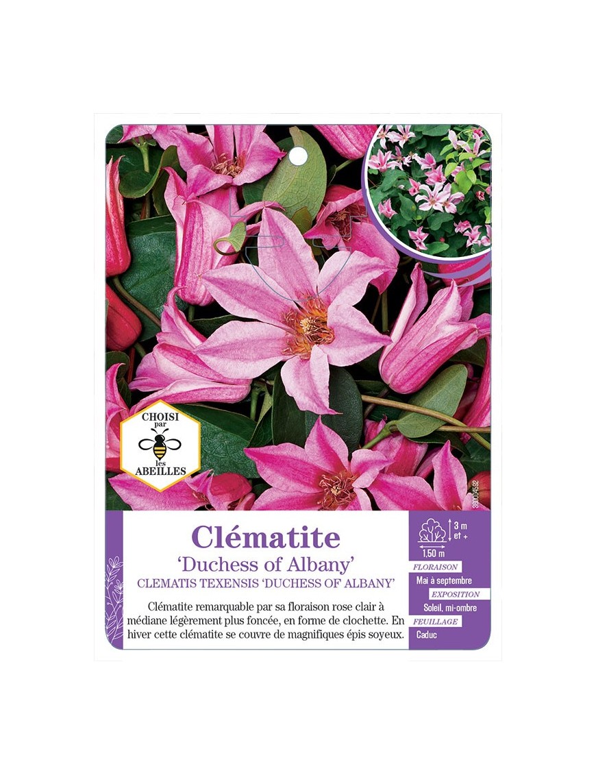 CLEMATIS TEXENSIS DUCHESS OF ALBANY