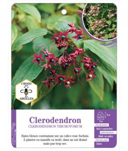 CLERODENDRON TRICHOTOMUM