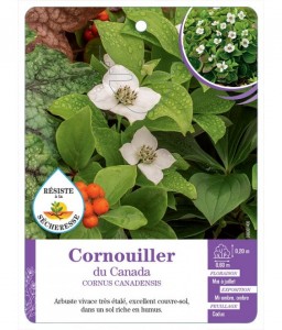 CORNUS CANADENSIS voir Cornouiller du Canada