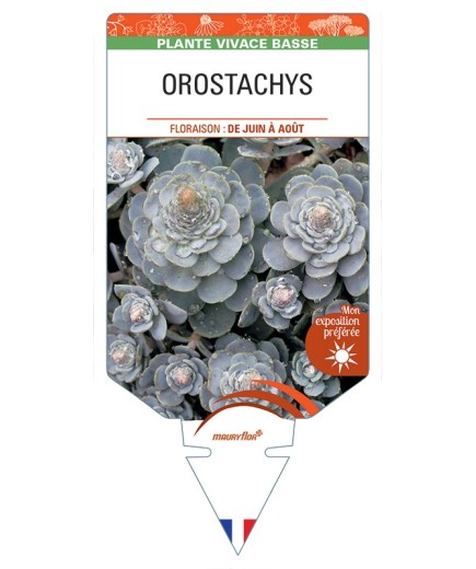 OROSTACHYS