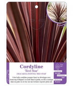 DRACAENA INDIVISA RED STAR voir Cordyline