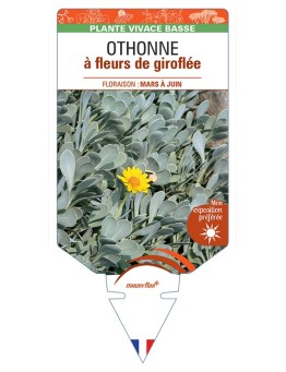OTHONNA cheirifolia voir Othonne à fleurs de Giroflée